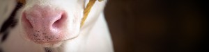 Daniel Paul-hus - Main Banner